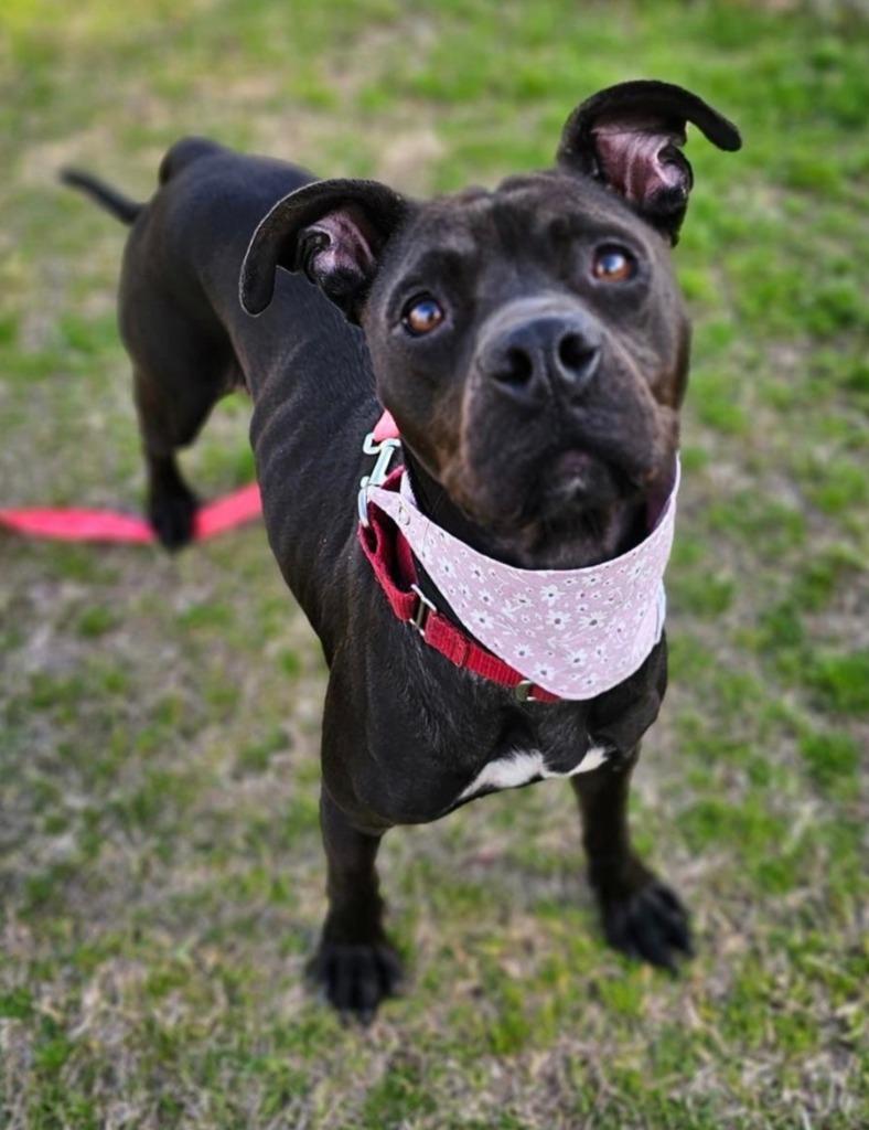 Arya, a Adoptable mixed breed in Hartsville, SC image 3/6