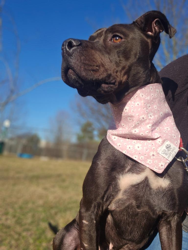 Arya, a Adoptable mixed breed in Hartsville, SC image 4/6