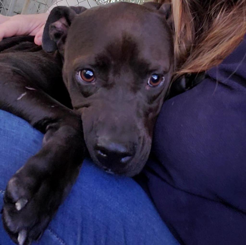 Arya, a Adoptable mixed breed in Hartsville, SC image 4/6