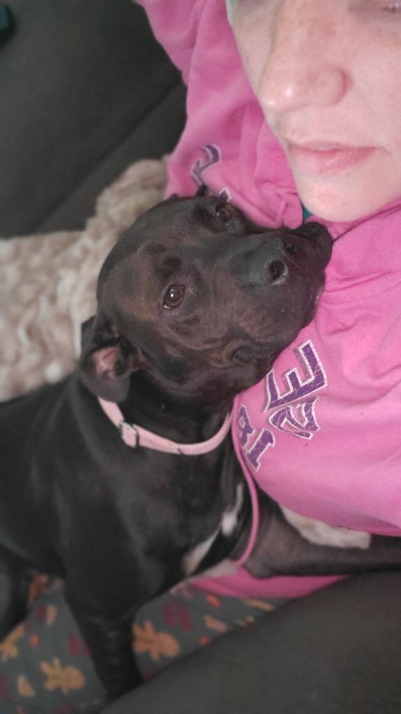 Arya, a Adoptable mixed breed in Hartsville, SC image 5/6