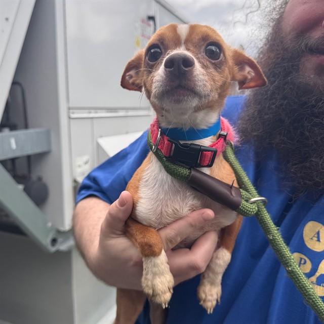 GINGY, Adoptable, Adult Male Chihuahua & Mixed Breed.