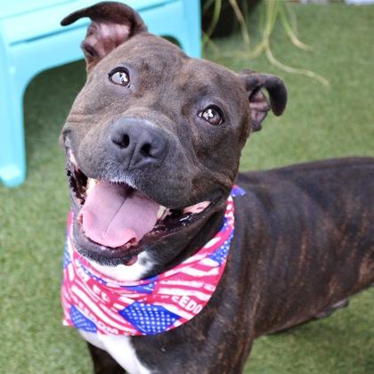 Luther, a Adoptable mixed breed in Largo, FL image 2/2