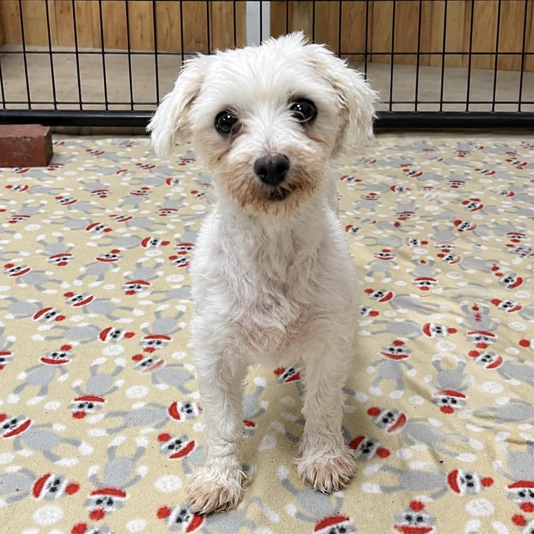 Almeria - Foster Home Needed, Adoptable, Adult Female Maltese.