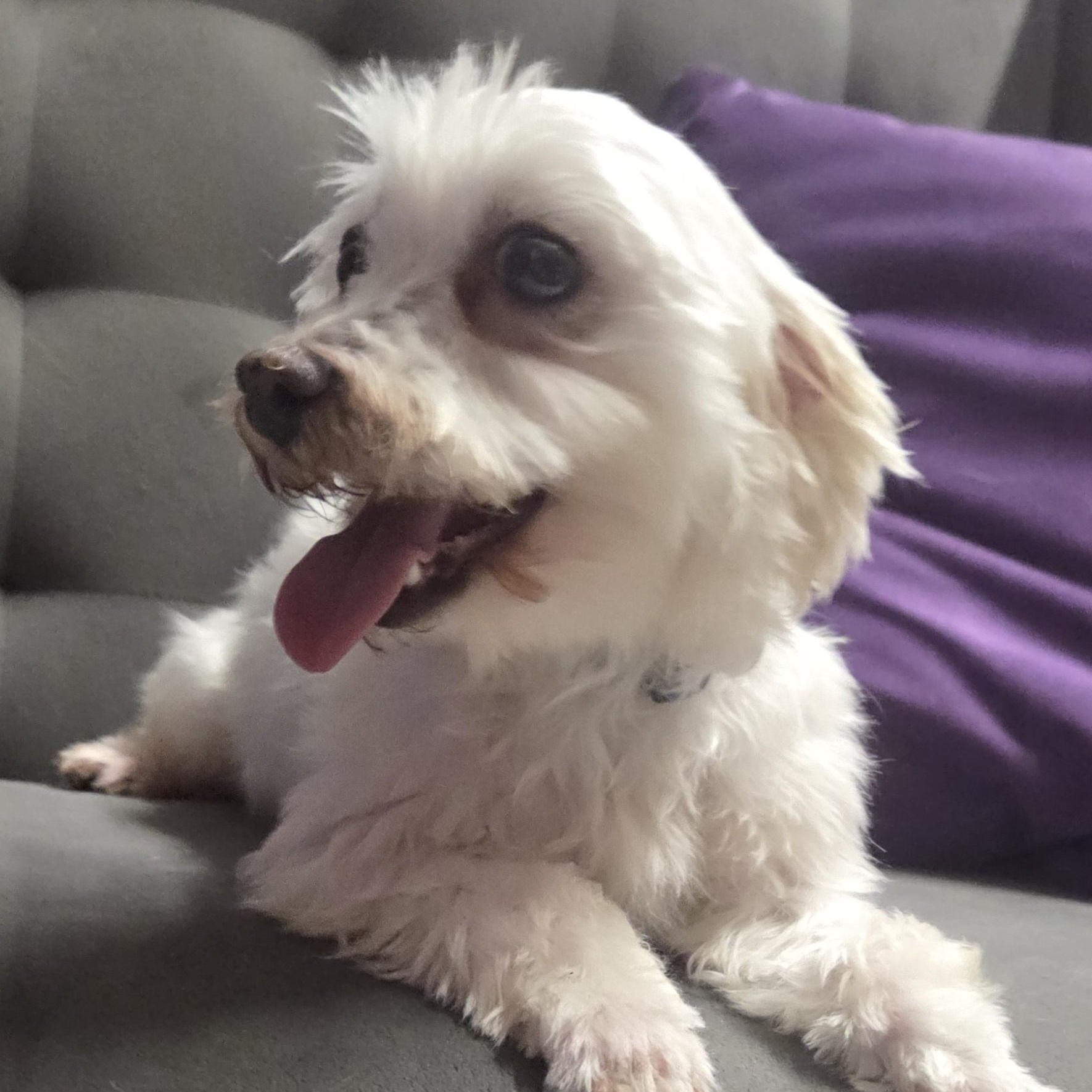 Enlarge Almeria - Foster Home Needed, a Adoptable Maltese in Hartland, WI image 4/5