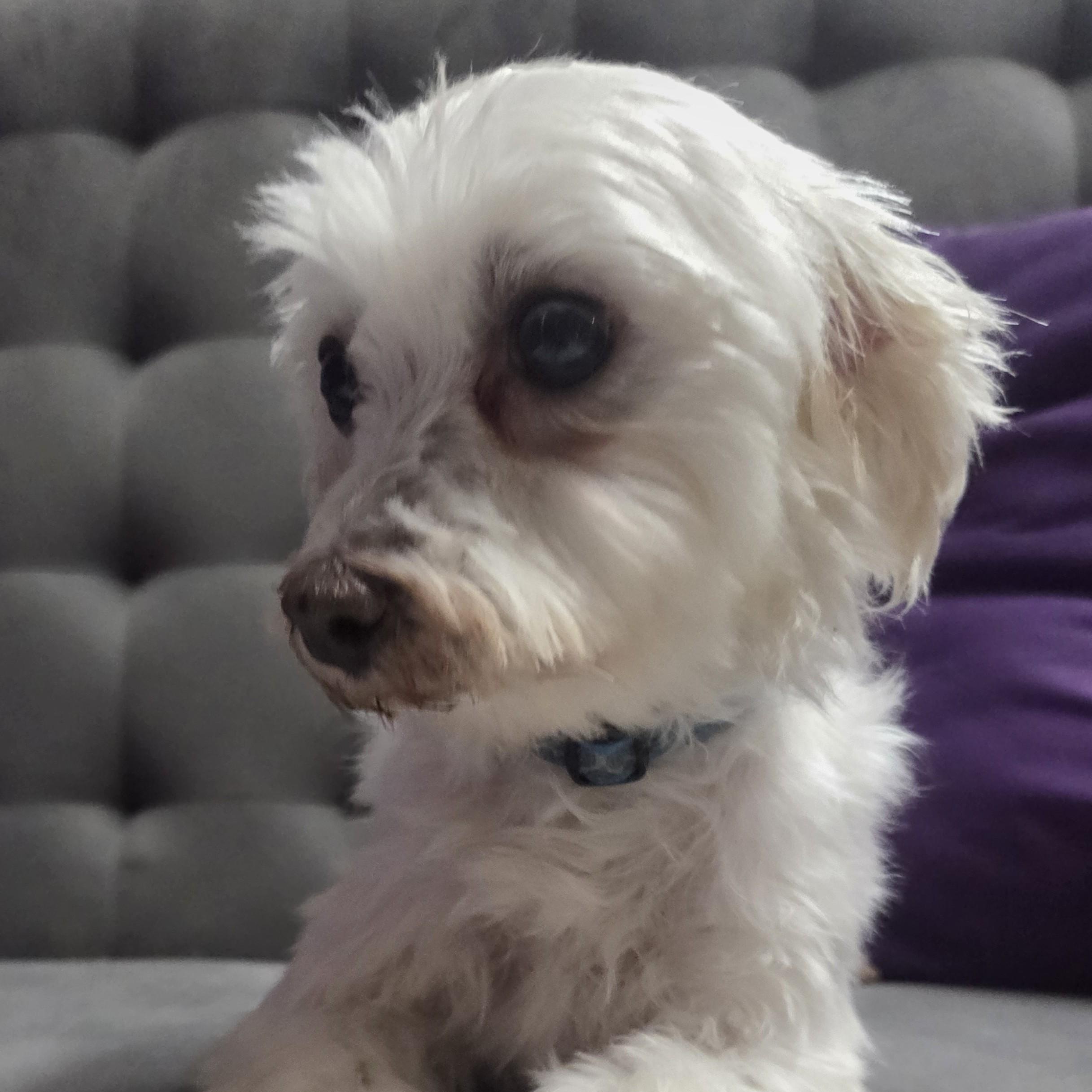 Enlarge Almeria - Foster Home Needed, a Adoptable Maltese in Hartland, WI image 3/5