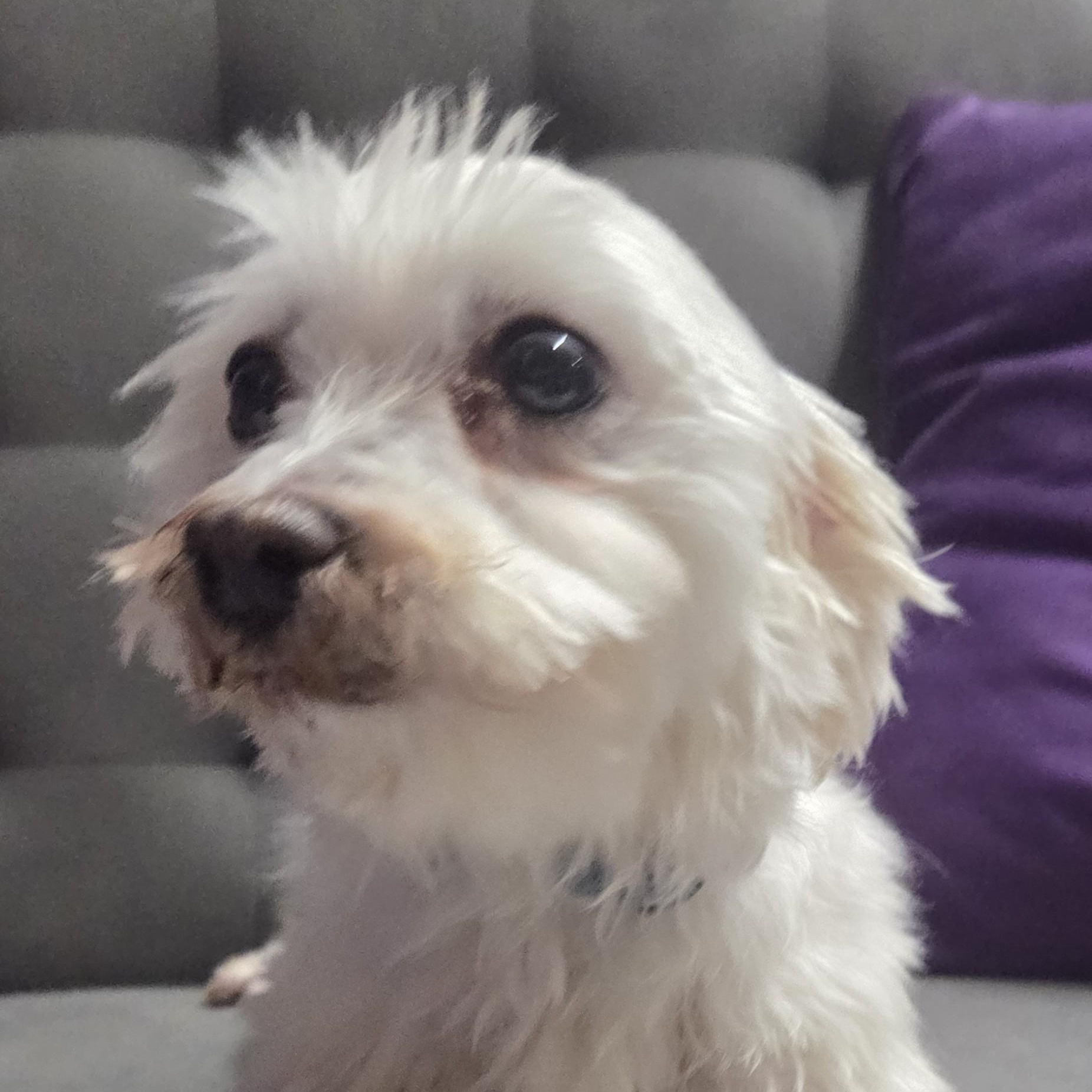 Enlarge Almeria - Foster Home Needed, a Adoptable Maltese in Hartland, WI image 2/5