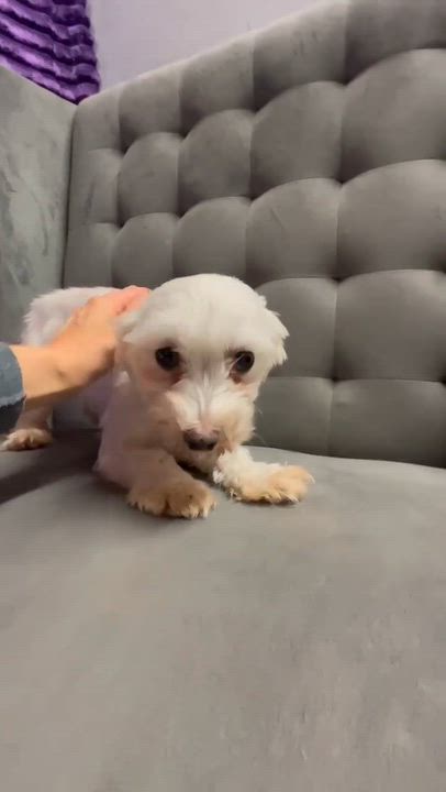 Enlarge Almeria - Foster Home Needed, a Adoptable Maltese in Hartland, WI video 5/5