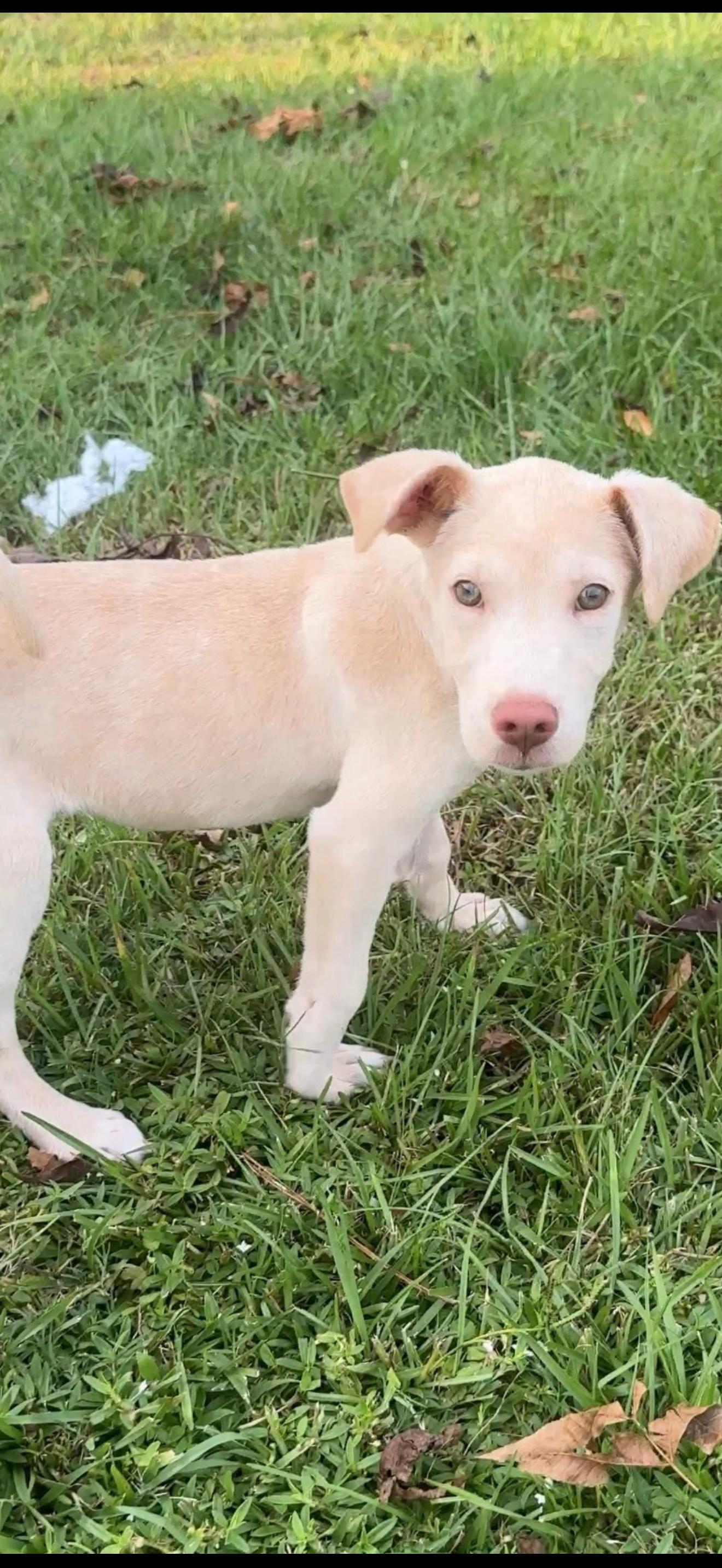 Enlarge Eden, a Adoptable mixed breed in Lutz, FL image 2/2