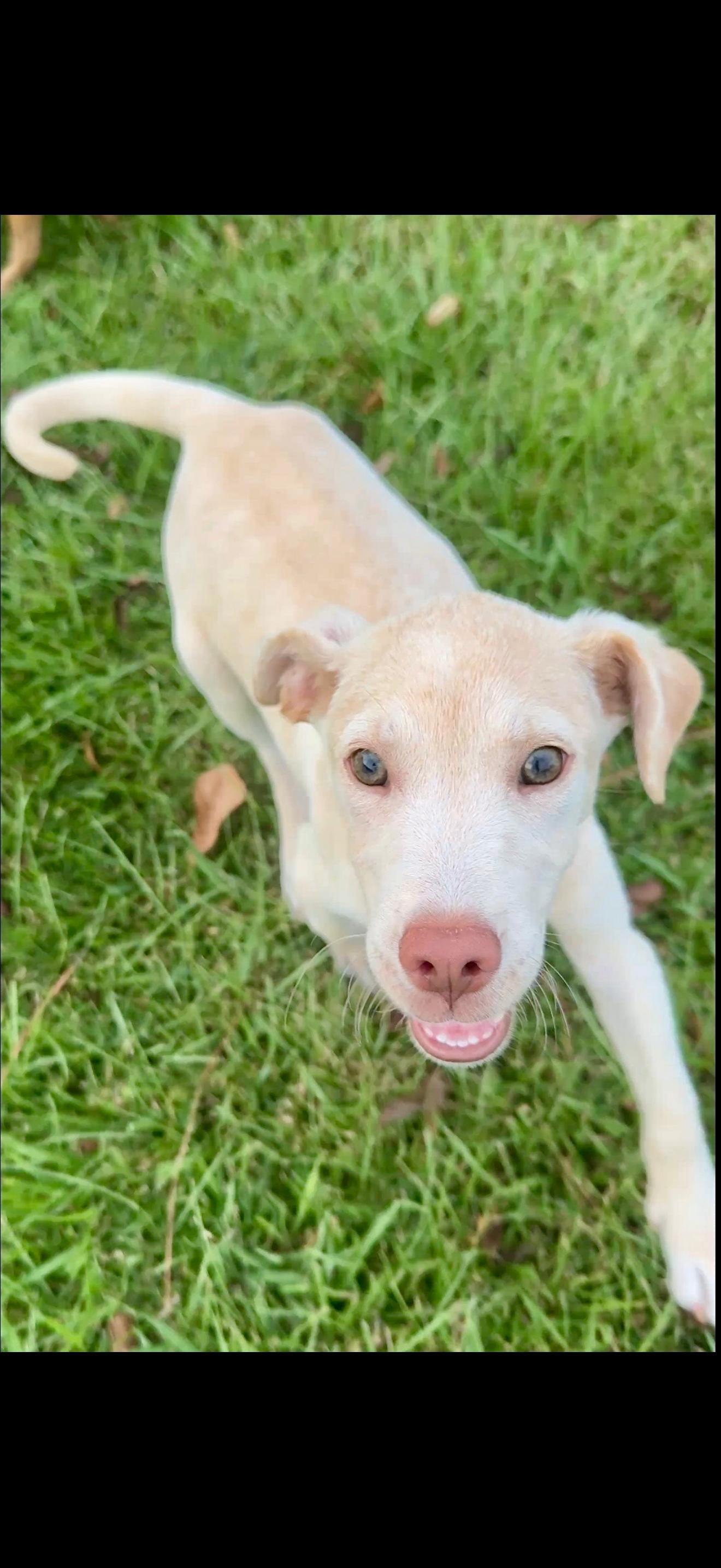 Enlarge Eden, a Adoptable mixed breed in Lutz, FL image 1/2