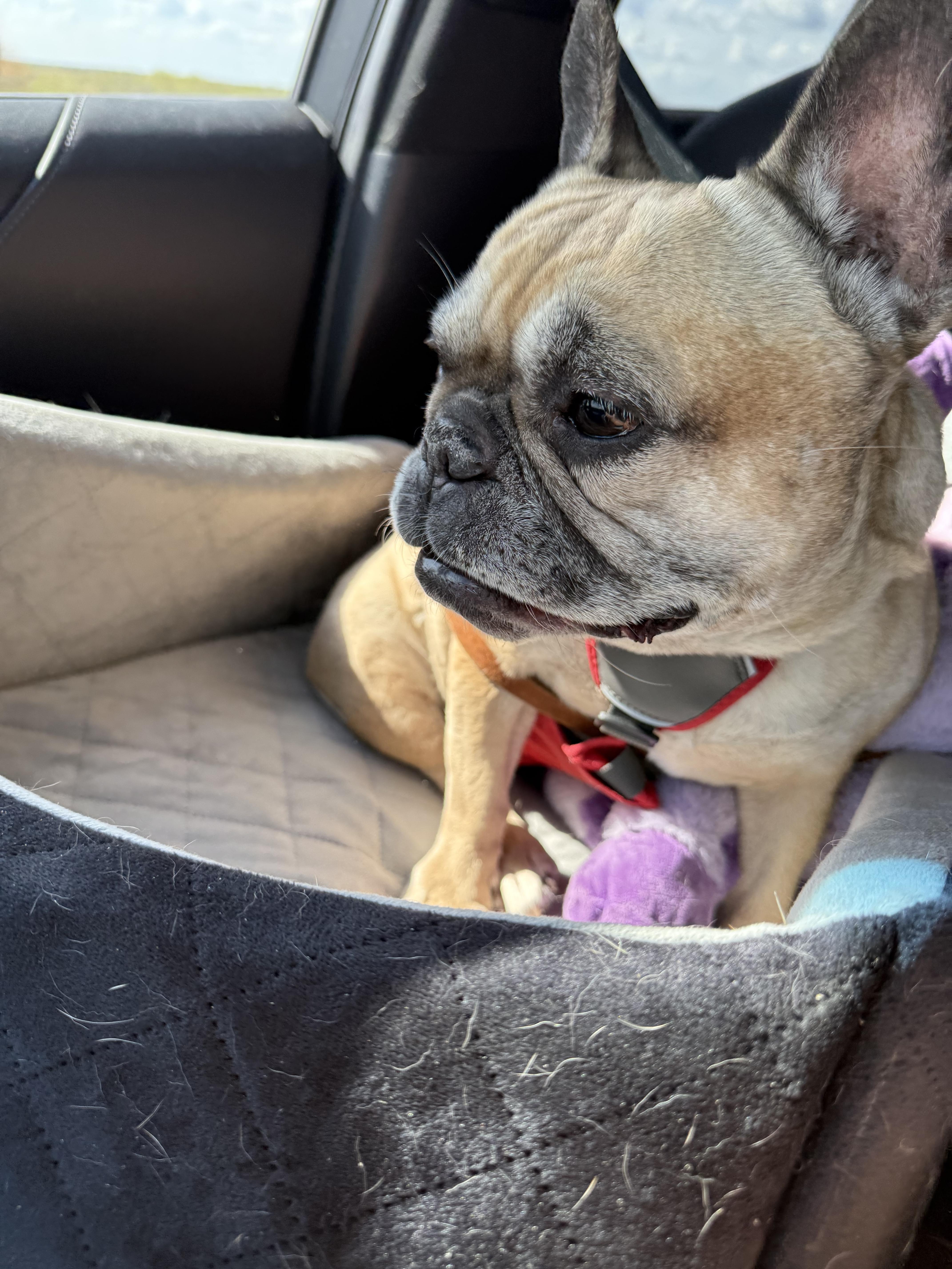 Enlarge Zara aka binky binx, a Adoptable French Bulldog in PALM BAY, FL image 1/6