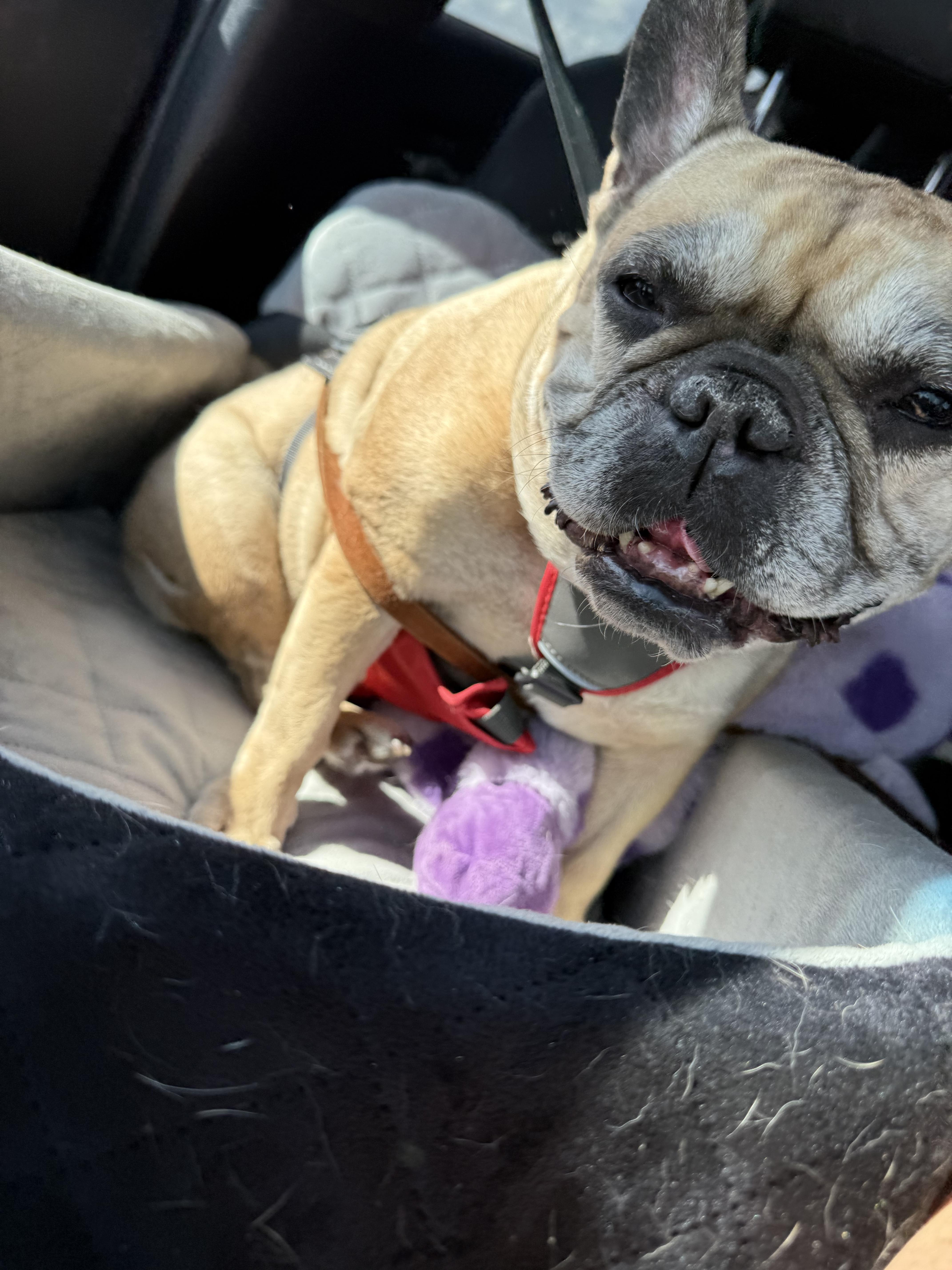 Enlarge Zara aka binky binx, a Adoptable French Bulldog in PALM BAY, FL image 6/6