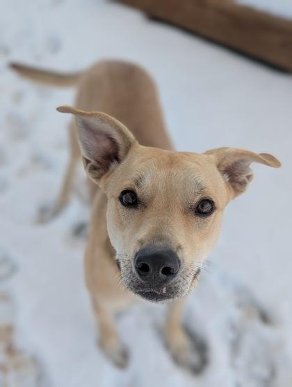Soleil, Adoptable, Young Female Mixed Breed & Mixed Breed.