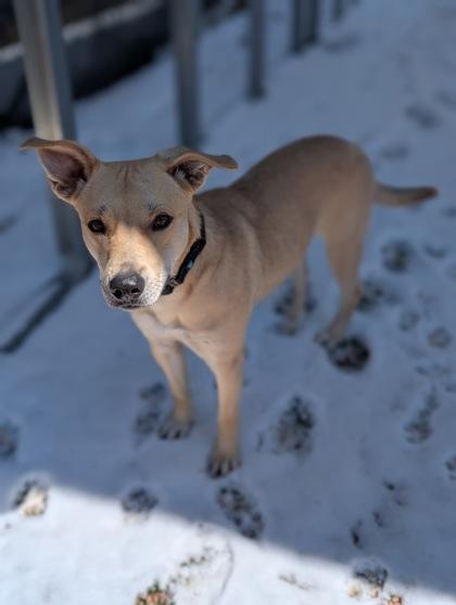 Enlarge Soleil, a Adoptable mixed breed in Divide, CO image 2/3