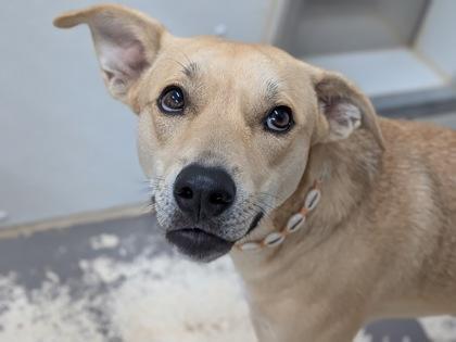 Enlarge Soleil, a Adoptable mixed breed in Divide, CO image 3/3