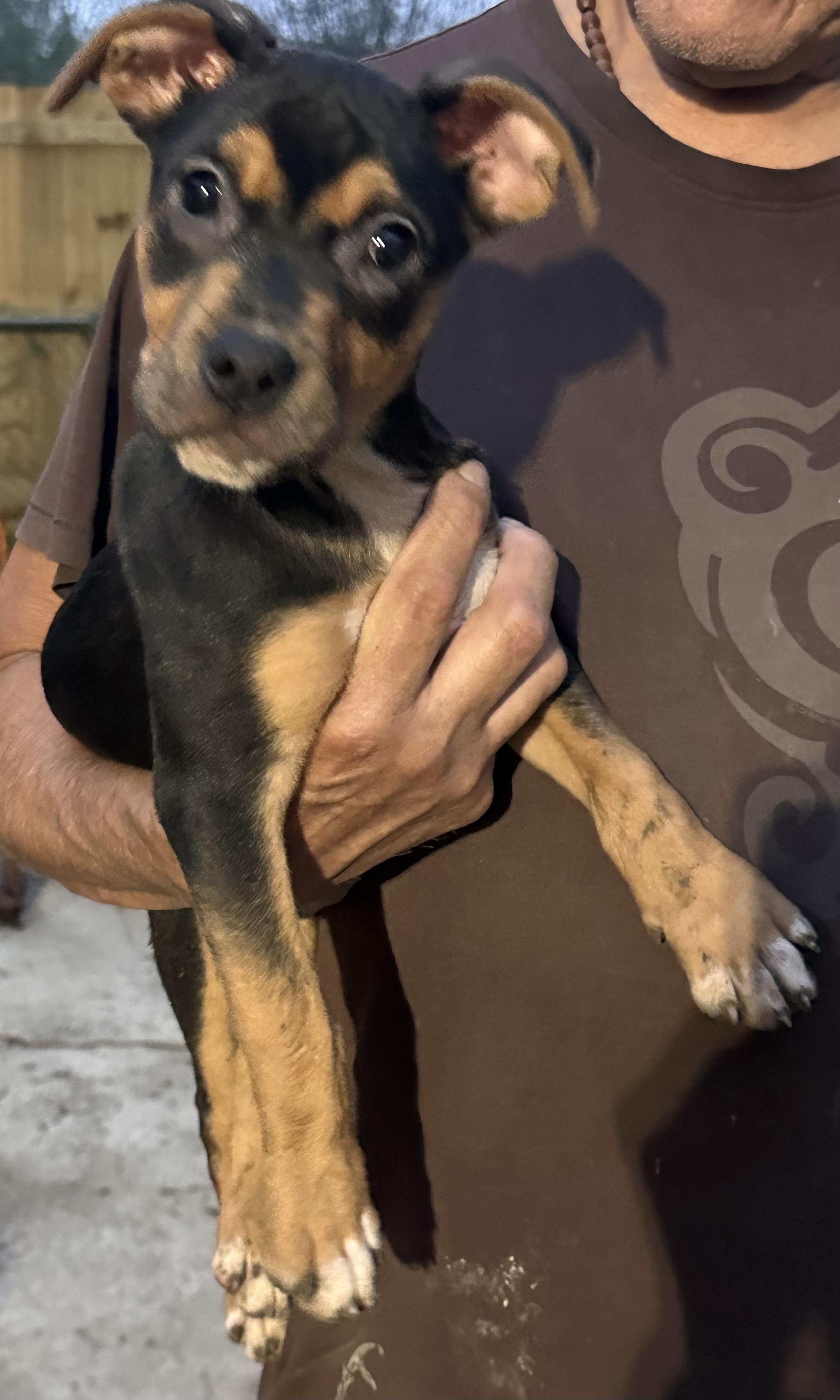 Venus, Adoptable, Puppy Female Labrador Retriever.