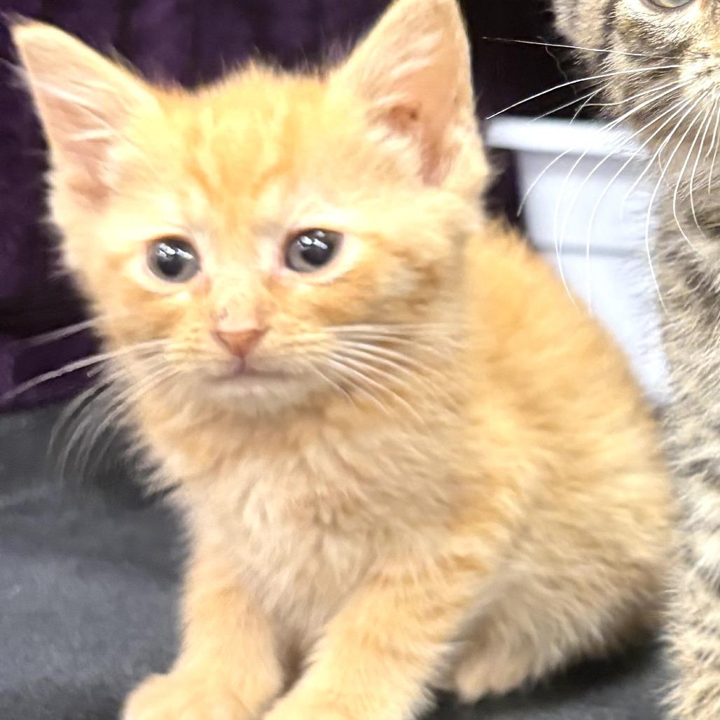 Ben, adopted, Kitten Male Domestic Short Hair.