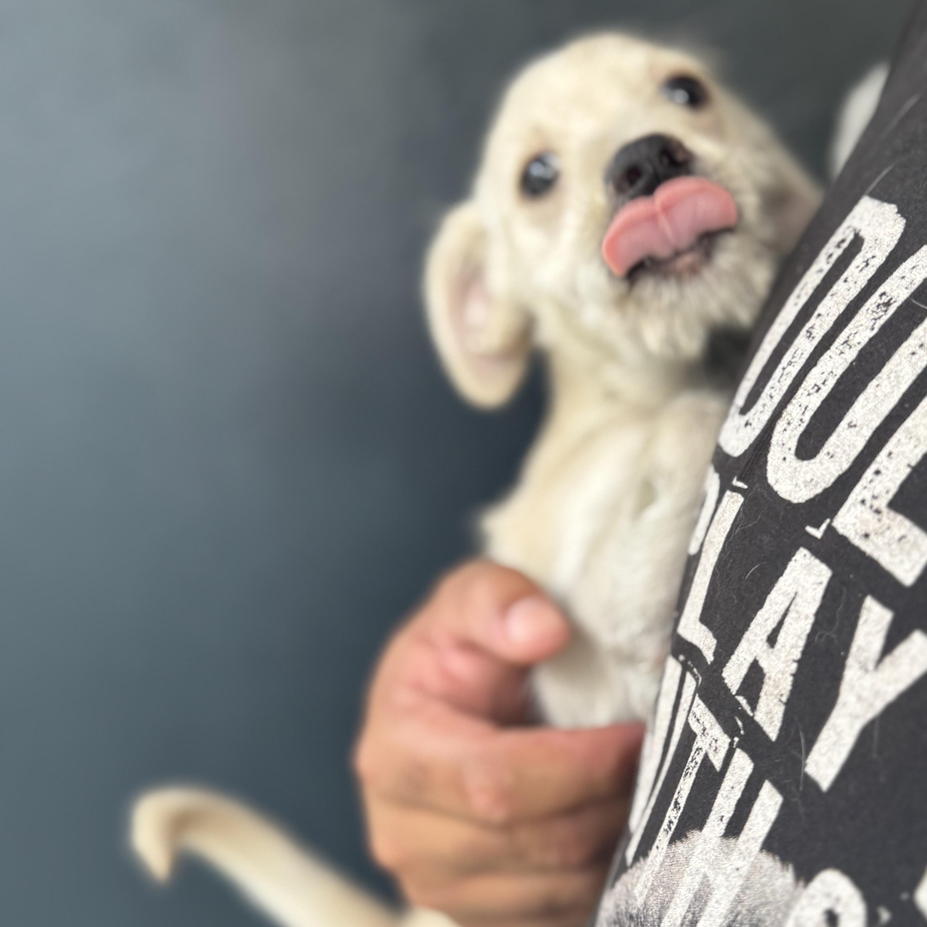 Enlarge Garrett, a ADOPTABLE mixed breed in San Juan, PR image 5/5