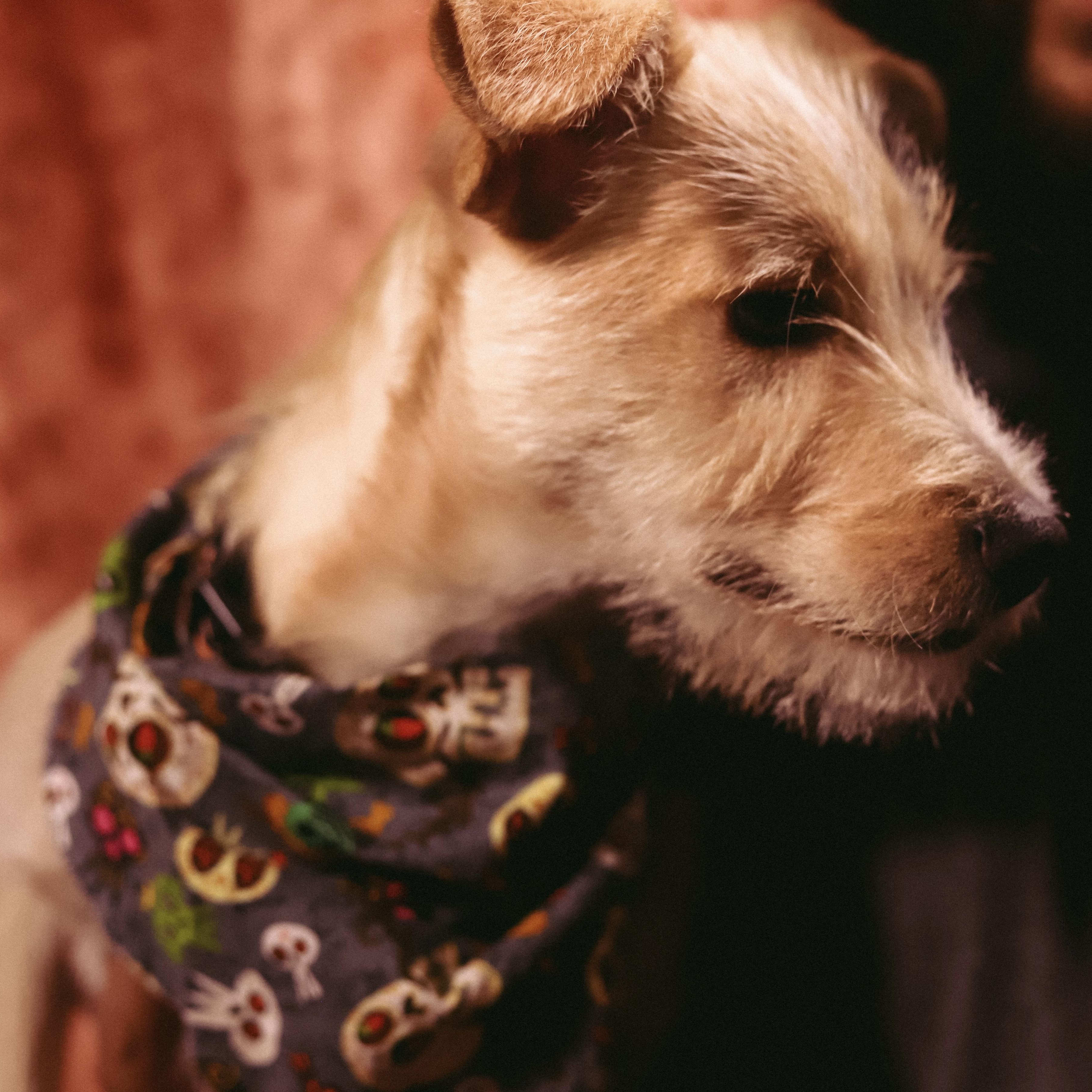 Enlarge Garrett, a Adoptable mixed breed in San Juan, PR image 3/3
