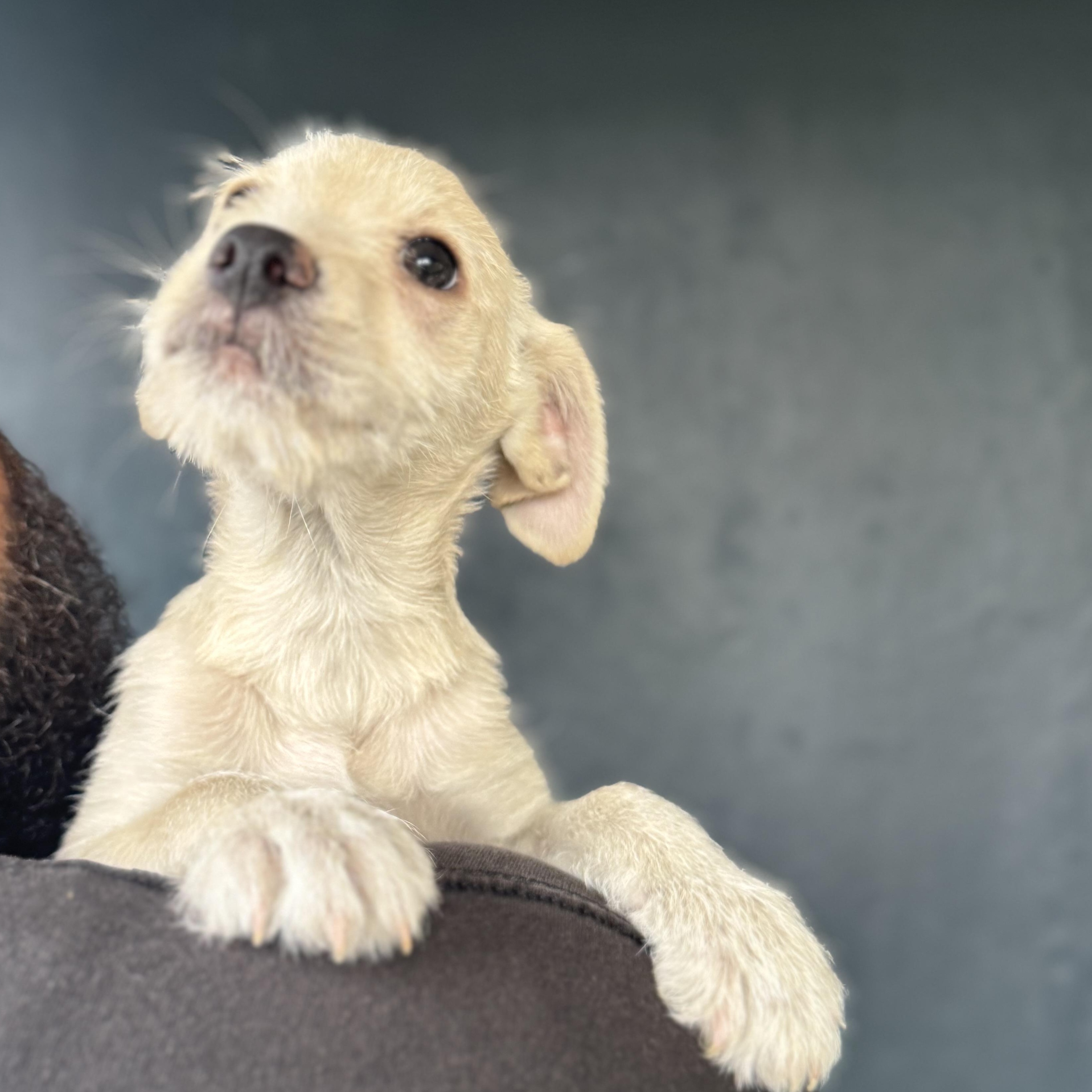 Enlarge Garrett, a ADOPTABLE mixed breed in San Juan, PR image 4/5