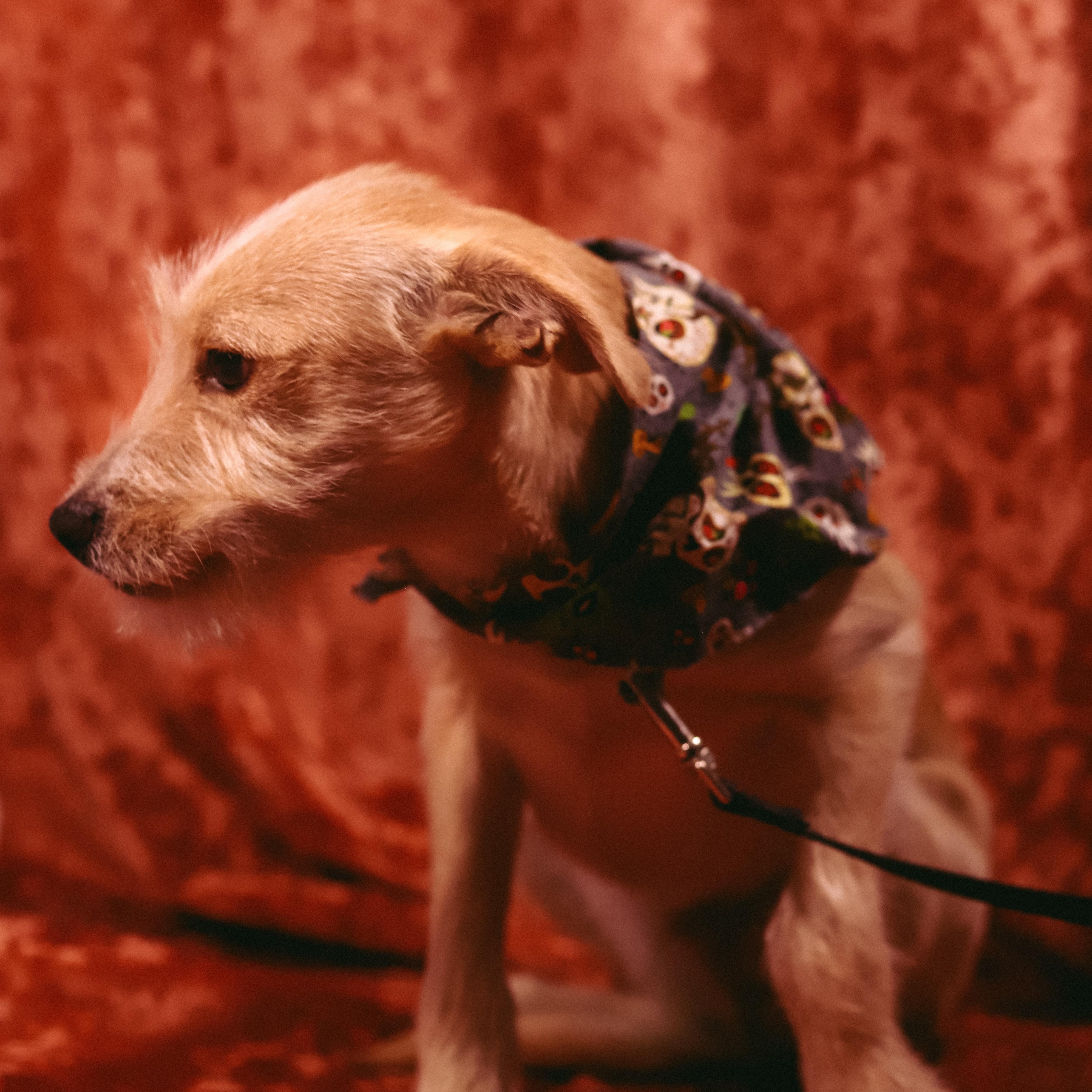 Enlarge Garrett, a Adoptable mixed breed in San Juan, PR image 1/3