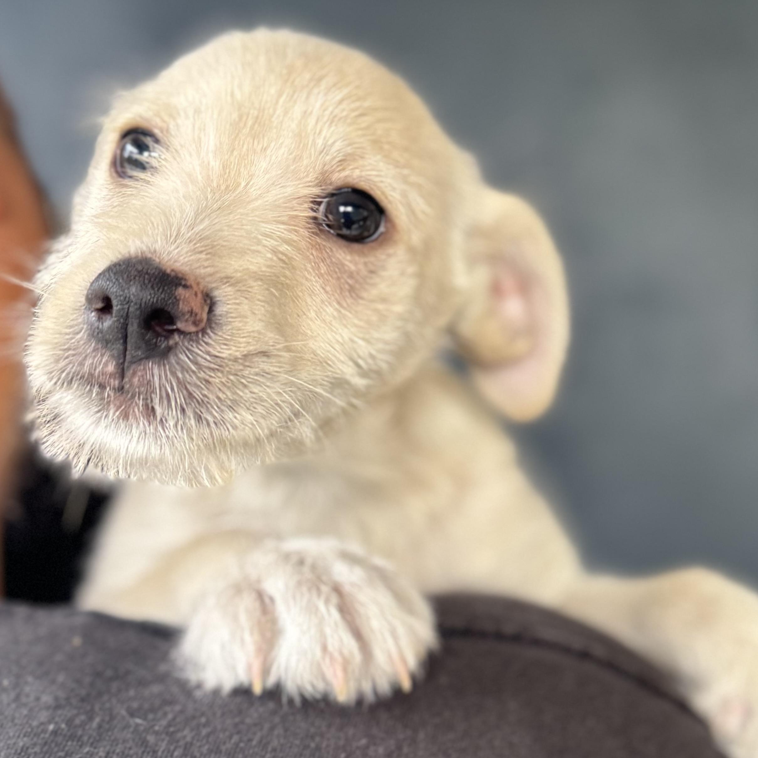 Enlarge Garrett, a ADOPTABLE mixed breed in San Juan, PR image 3/5