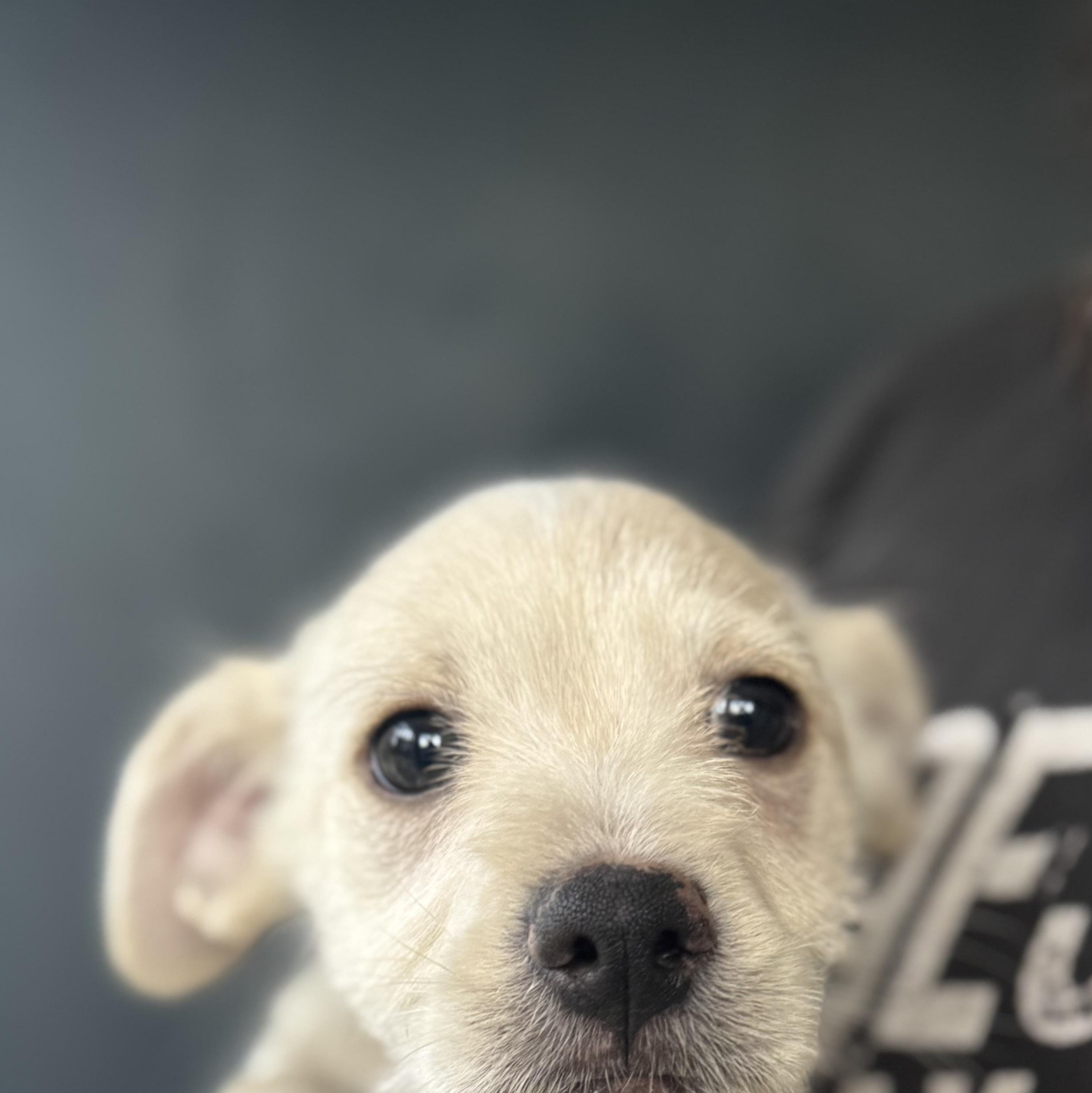 Garrett, ADOPTABLE, Puppy Male Dachshund.