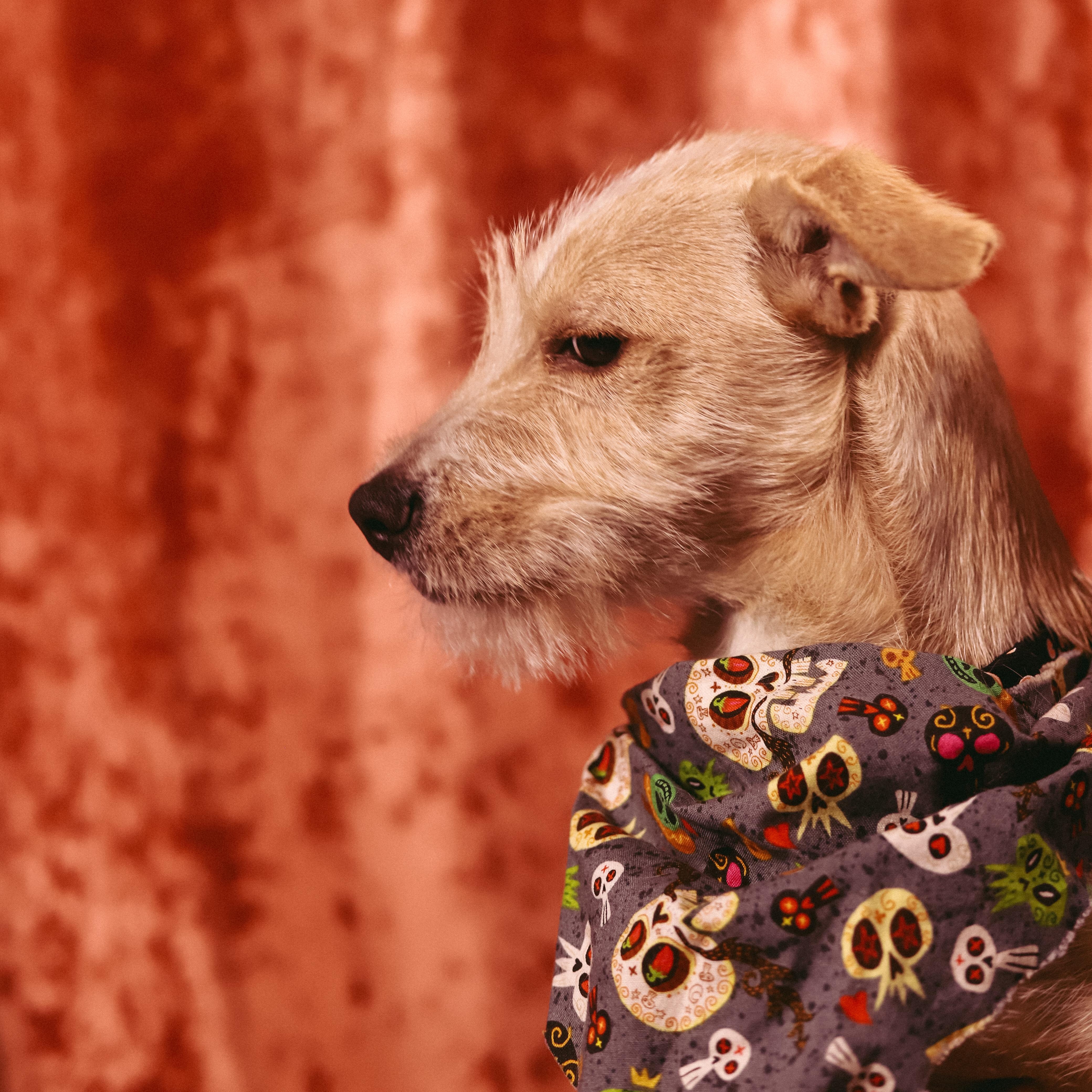 Enlarge Garrett, a Adoptable mixed breed in San Juan, PR image 2/3