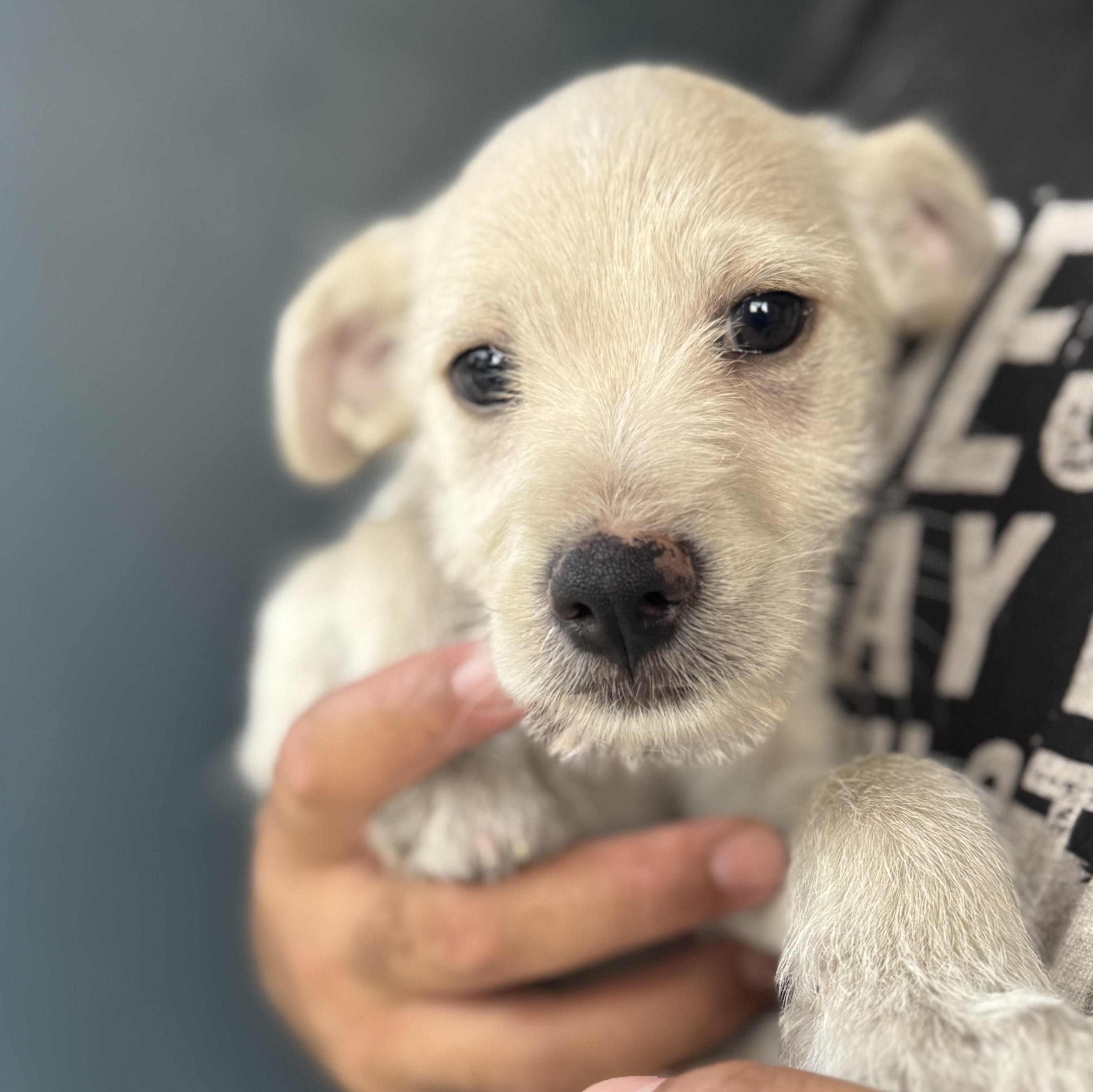 Enlarge Garrett, a ADOPTABLE mixed breed in San Juan, PR image 2/5