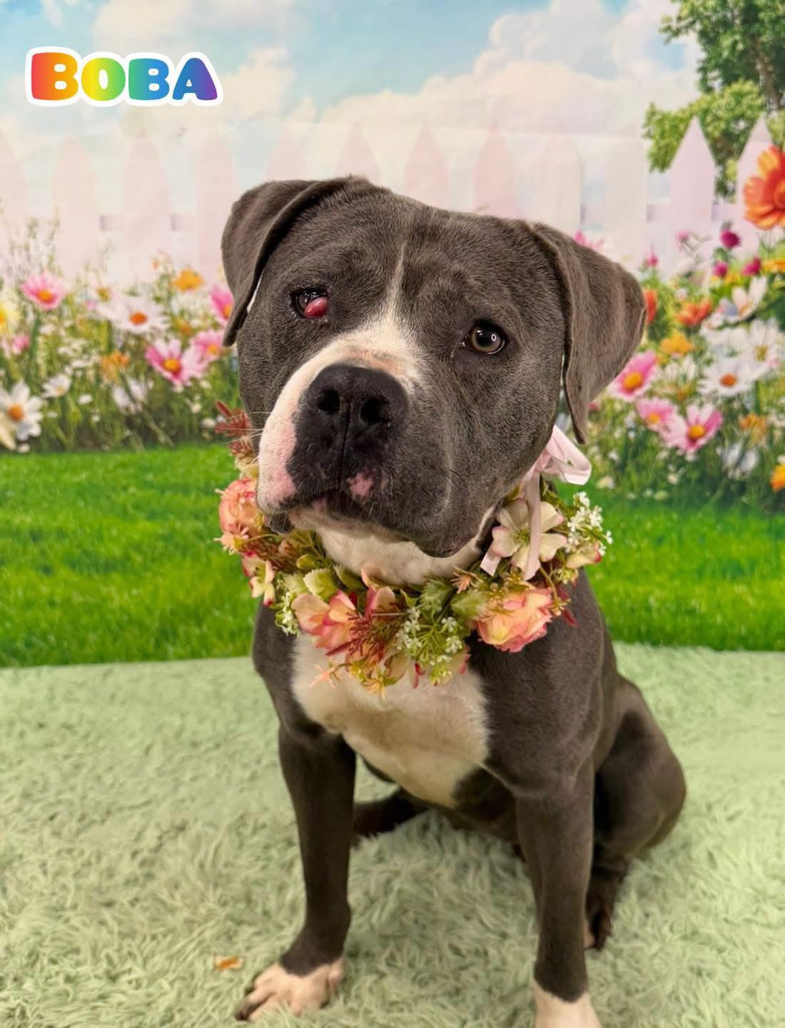 Boba, ADOPTABLE, Adult Female Mixed Breed.