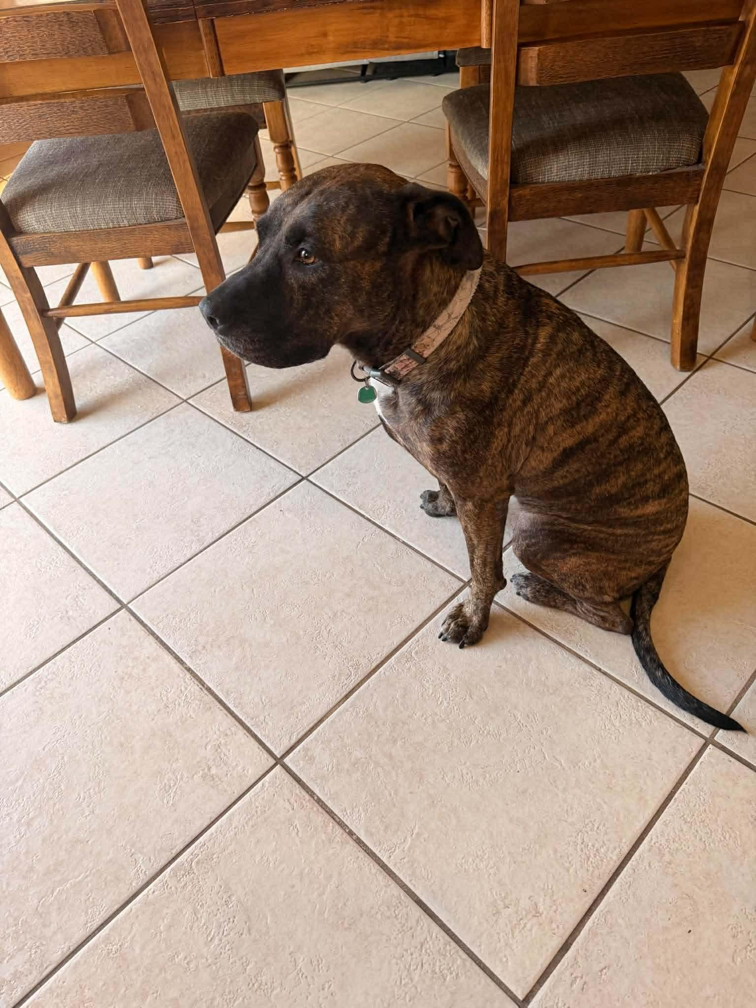 Nala, a ADOPTABLE Pit Bull Terrier in New Smyrna Beach, FL image 4/4