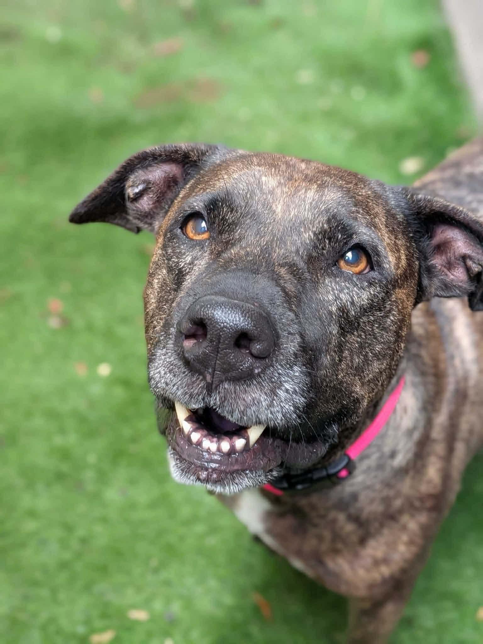 Nala, a ADOPTABLE Pit Bull Terrier in New Smyrna Beach, FL image 2/4