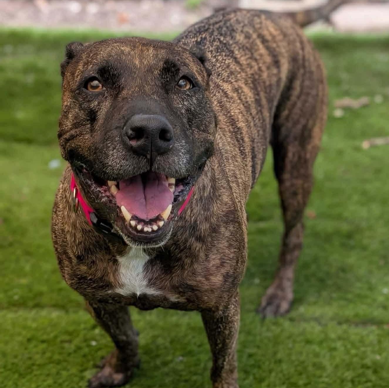 Nala, ADOPTABLE, Senior Female Pit Bull Terrier.