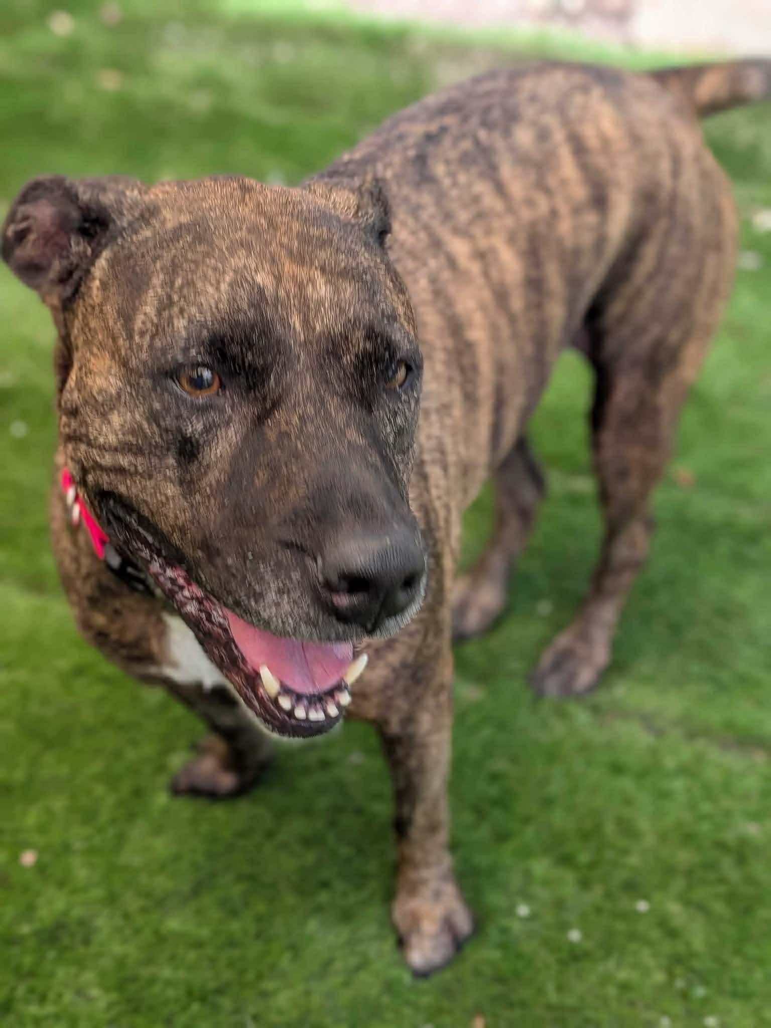 Nala, a ADOPTABLE Pit Bull Terrier in New Smyrna Beach, FL image 3/4