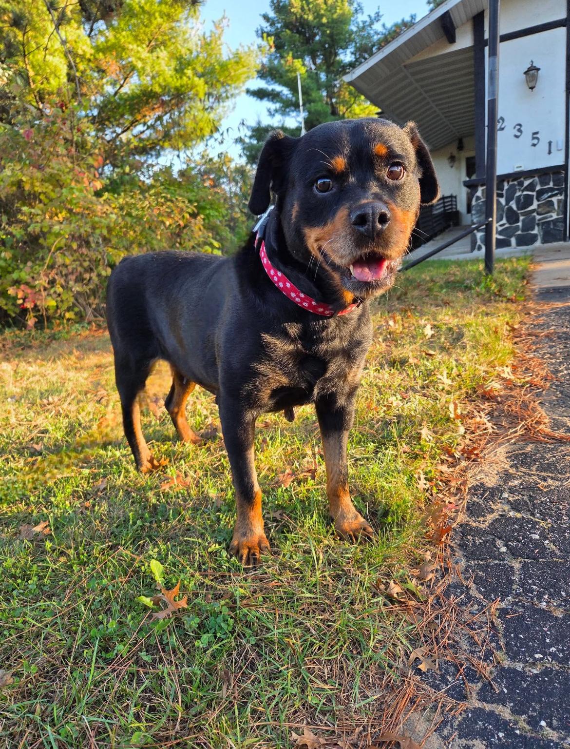 Ginny, a Adoptable mixed breed in Whitewater, WI image 2/5