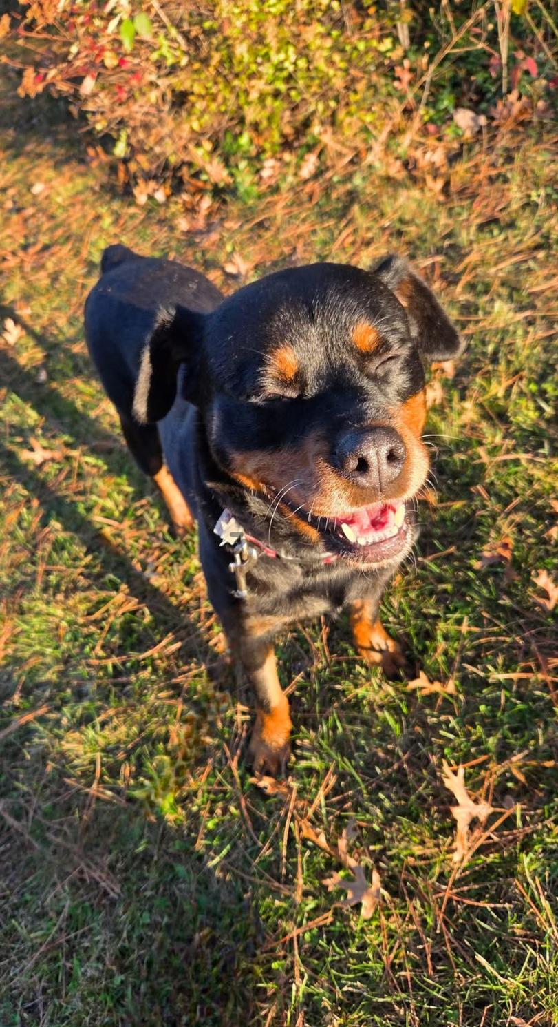 Ginny, a Adoptable mixed breed in Whitewater, WI image 5/5
