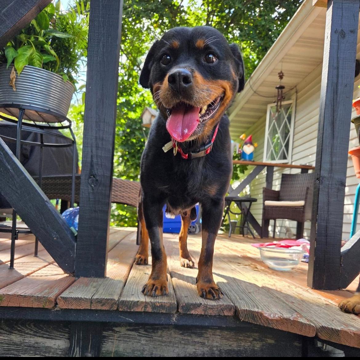 Ginny, a Adoptable mixed breed in Whitewater, WI image 4/5