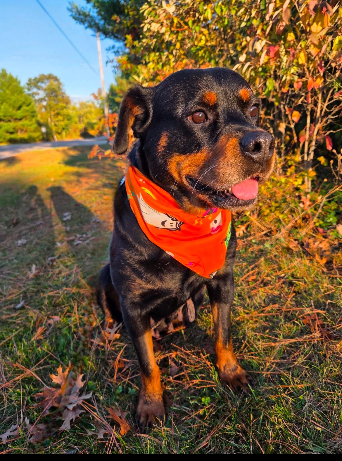 Ginny, a Adoptable mixed breed in Whitewater, WI image 3/5
