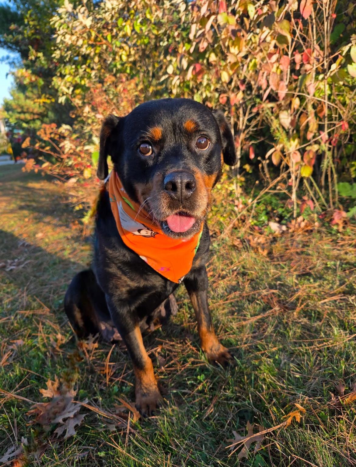 Ginny, Adoptable, Adult Female Rottweiler.