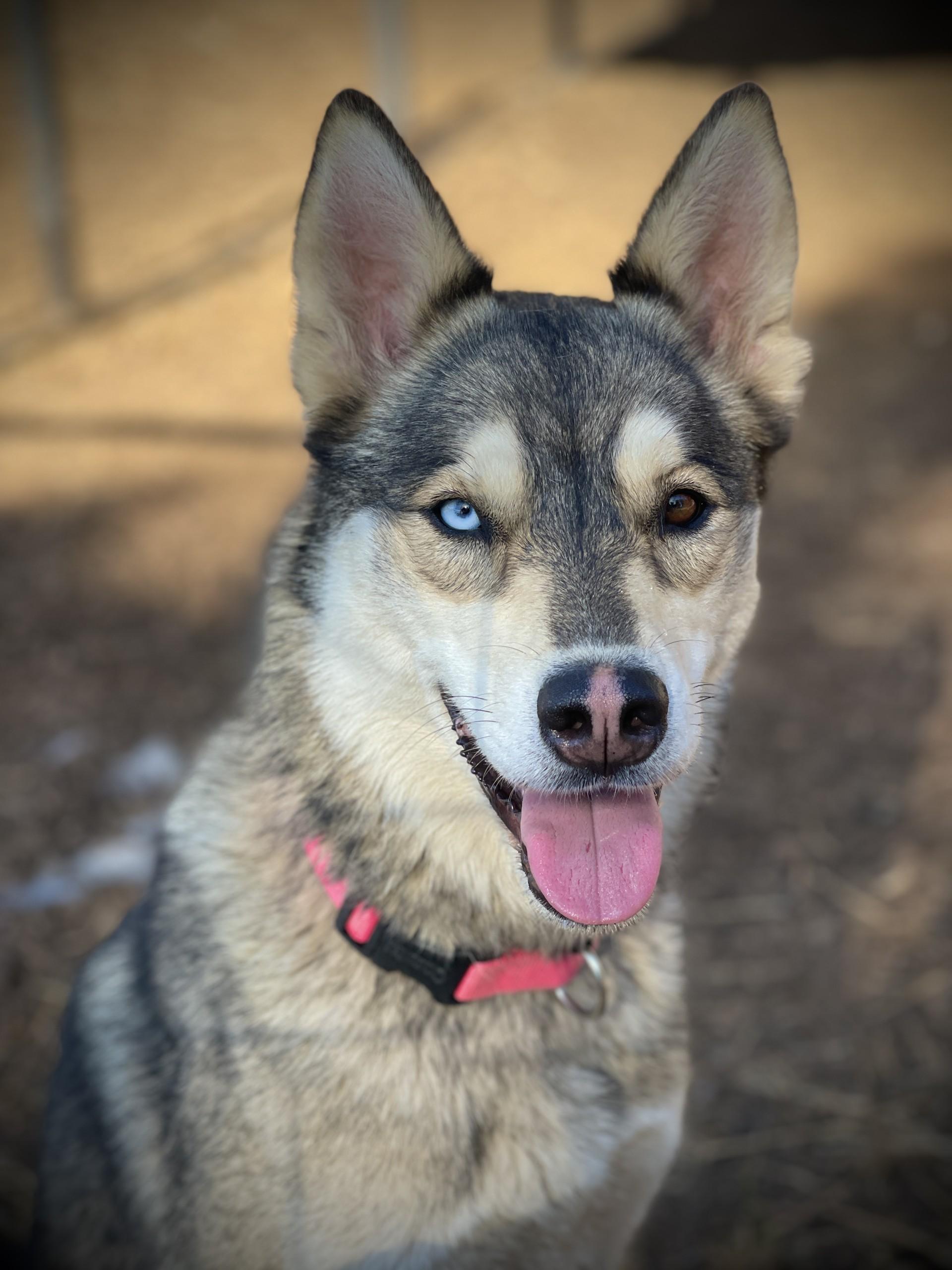 Mipha, a Adoptable mixed breed in San Andreas, CA image 1/3