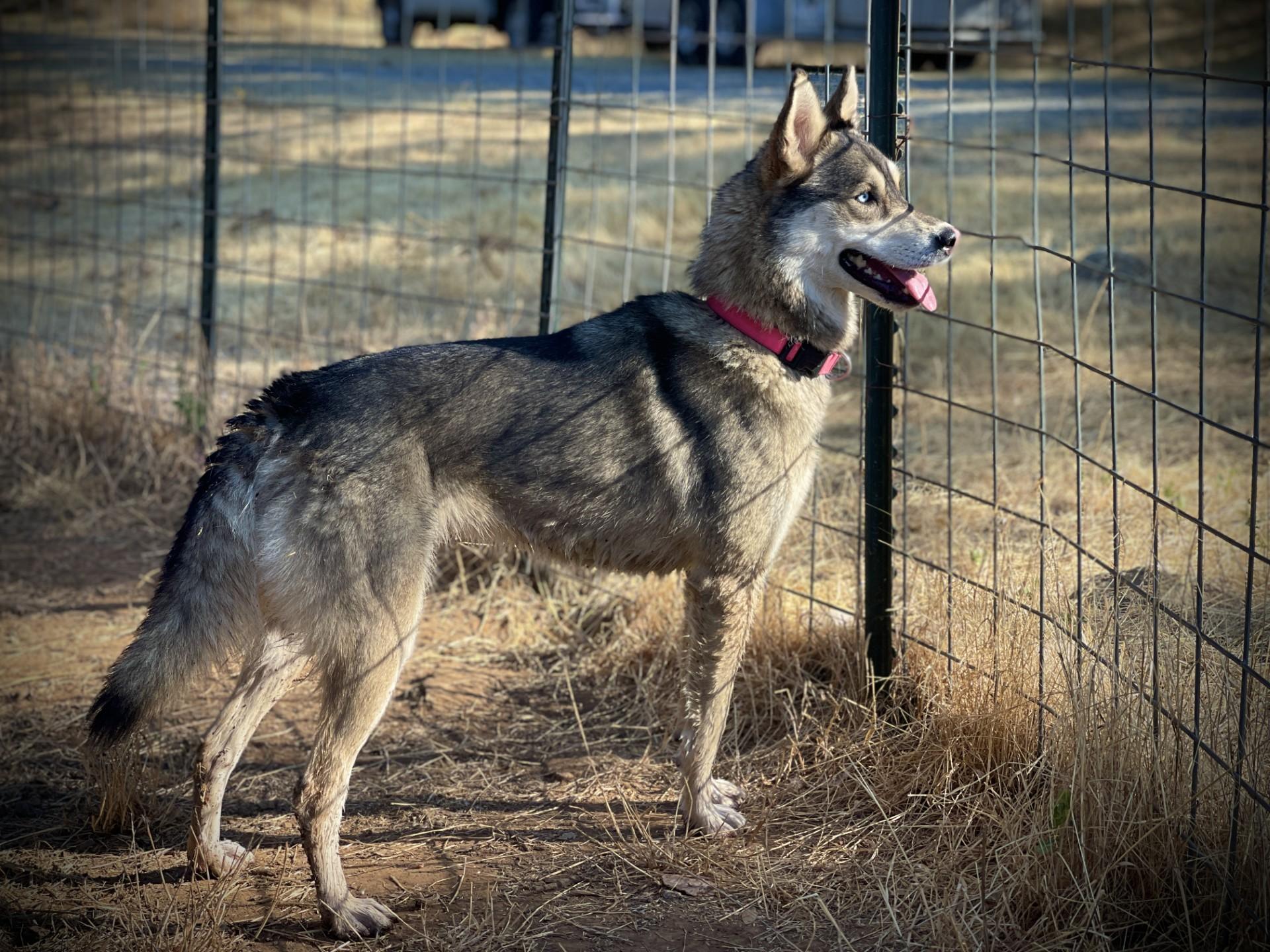 Mipha, a Adoptable mixed breed in San Andreas, CA image 2/3