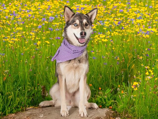 Mipha, a Adoptable mixed breed in San Andreas, CA image 3/3