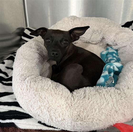 Enlarge DUCKIE, a Adoptable mixed breed in Redlands, CA image 1/1