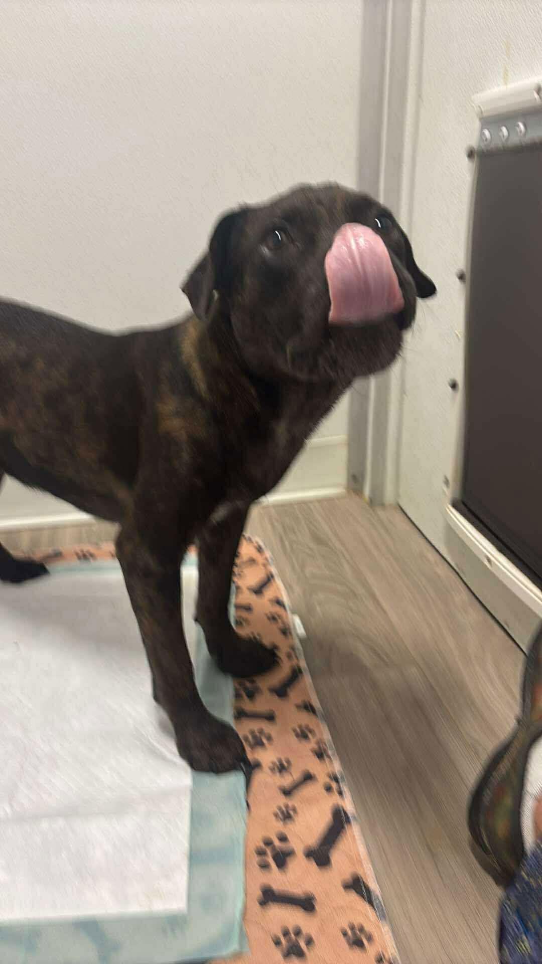 Pugsley, a Adoptable mixed breed in Berlin, MD image 1/3