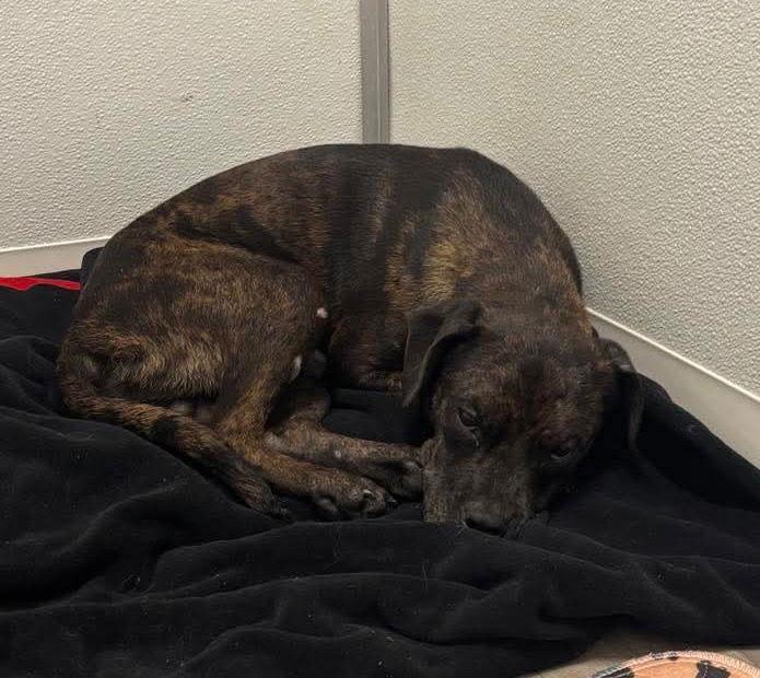 Pugsley, a Adoptable mixed breed in Berlin, MD image 2/3