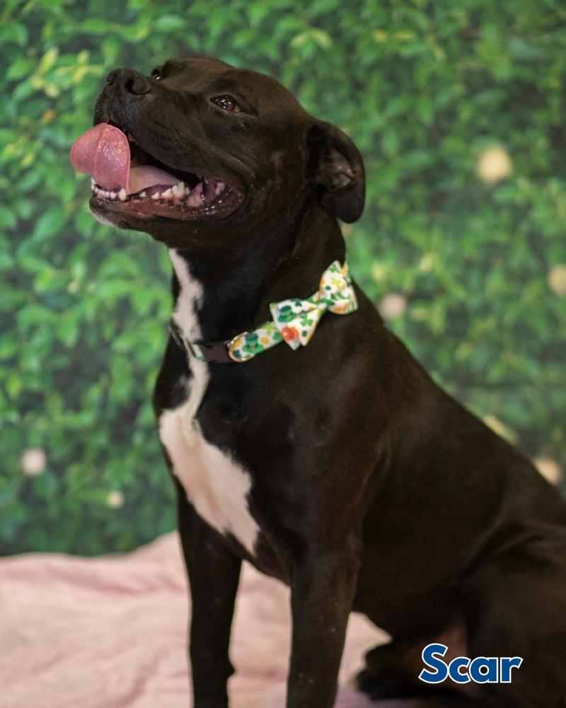 Ezra Bridger thumbnail 3