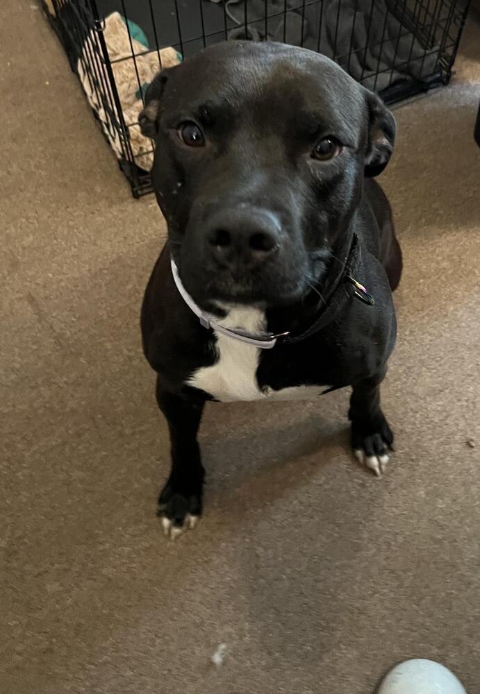 Ezra Bridger thumbnail 4