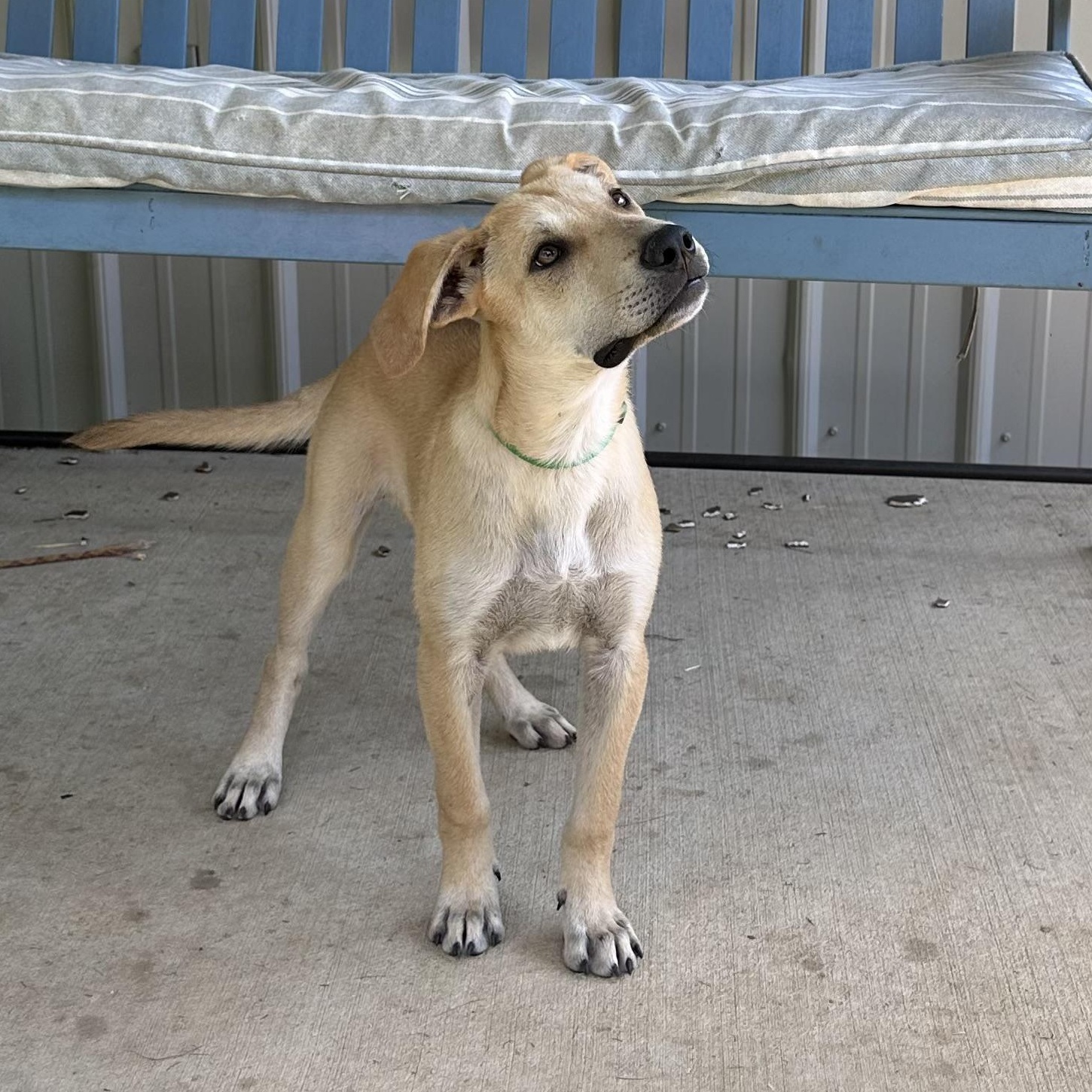 Finn, a Adoptable mixed breed in Little Rock, AR image 4/6