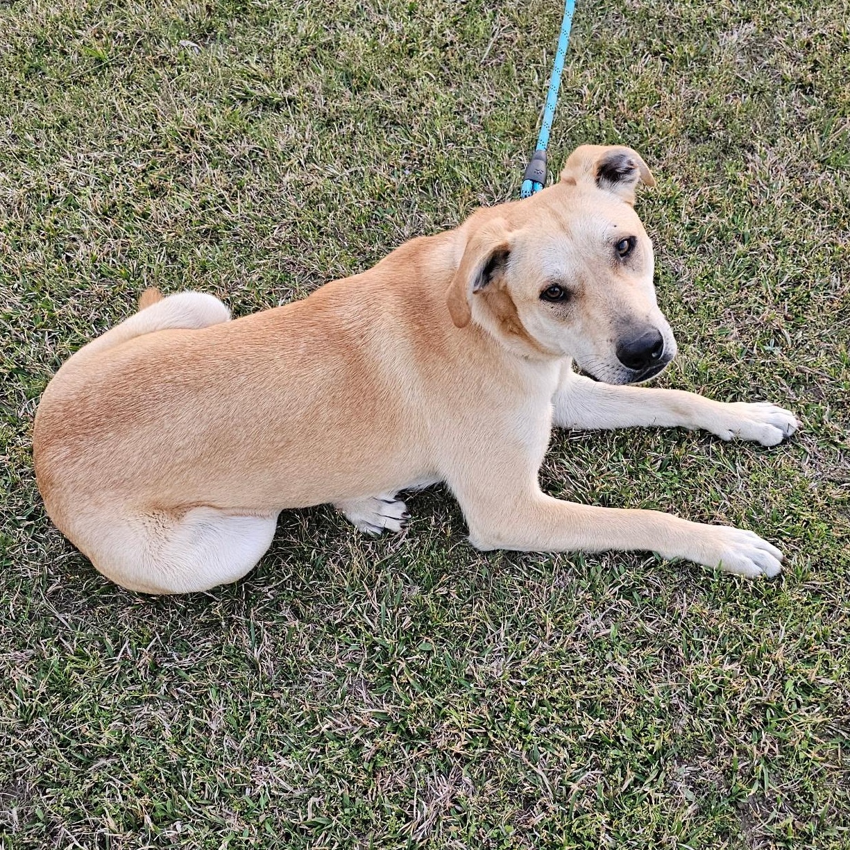 Finn, Adoptable, Adult Male Labrador Retriever & Shepherd.