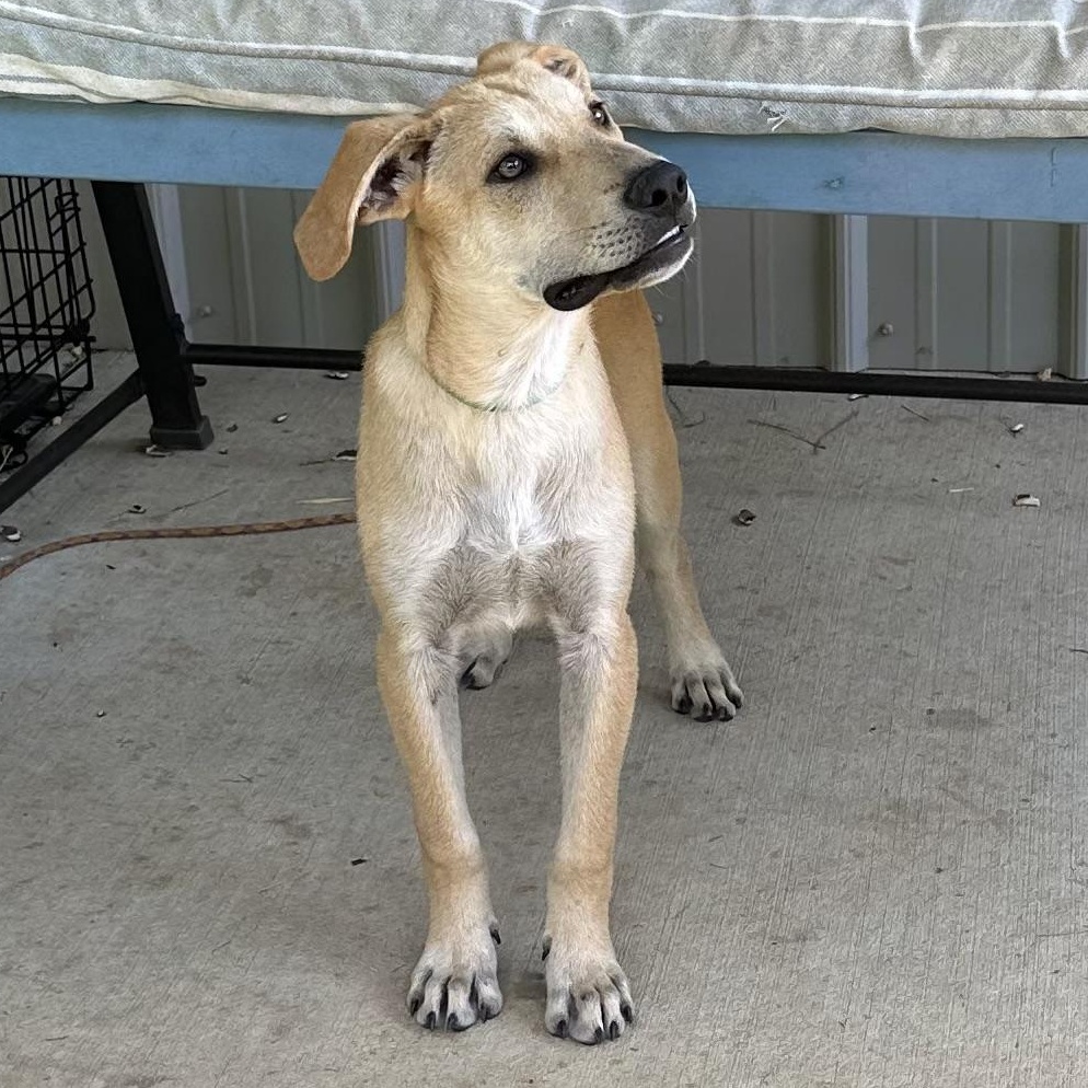 Finn, a Adoptable mixed breed in Little Rock, AR image 3/6