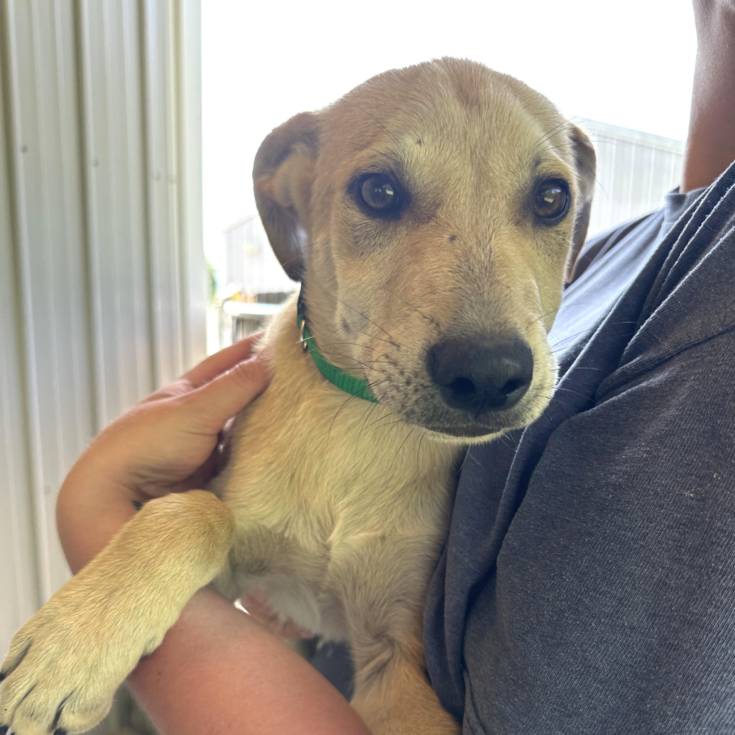 Finn, a Adoptable mixed breed in Little Rock, AR image 2/6